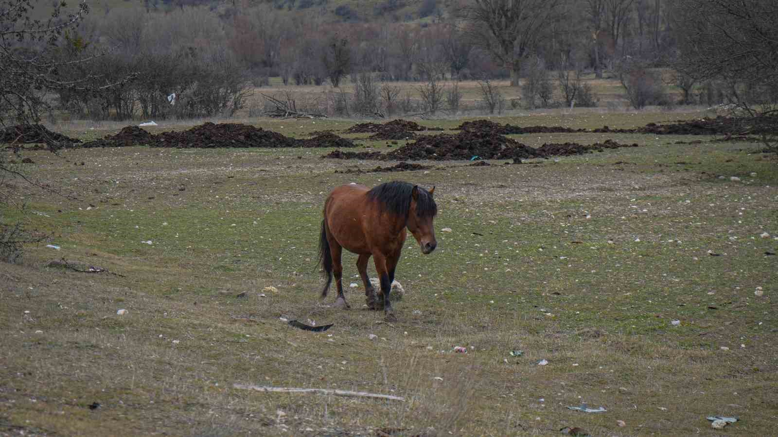 ankarada yilki atlari havadan goruntulendi 1 vmKBG6jC
