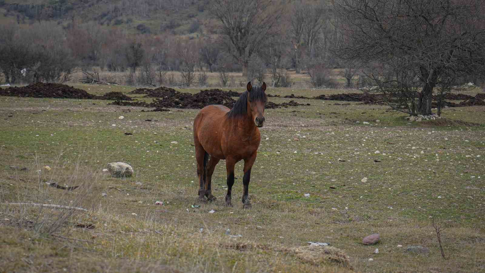 ankarada yilki atlari havadan goruntulendi 2 BkAfj6MG