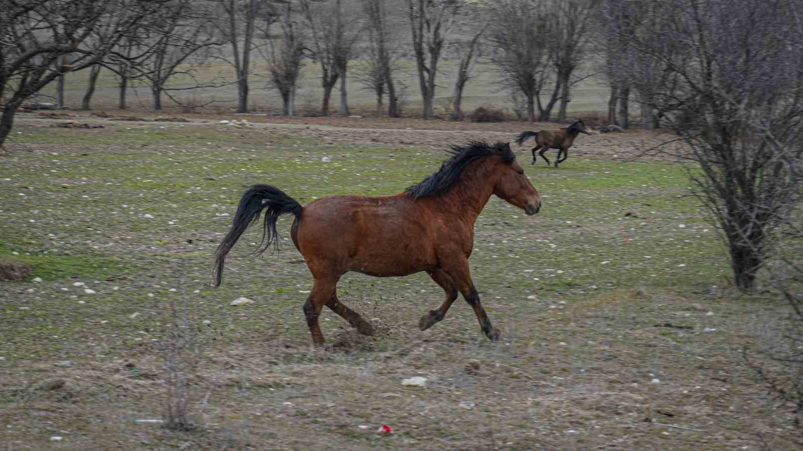ankarada yilki atlari havadan goruntulendi 3 dVPwVMut