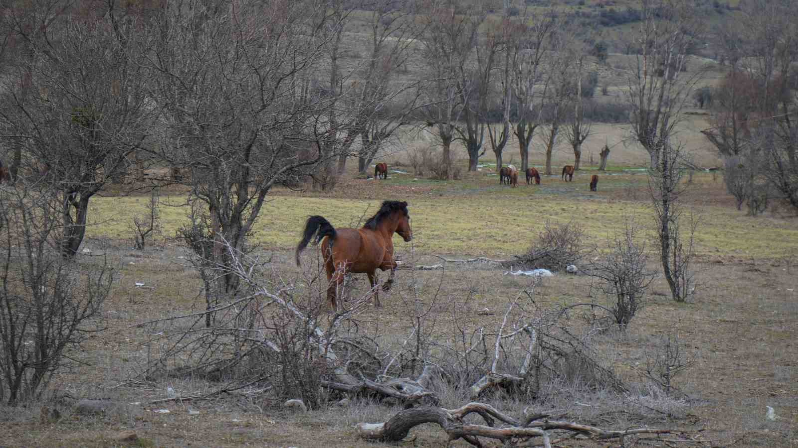 ankarada yilki atlari havadan goruntulendi 4 SJKkpOj3