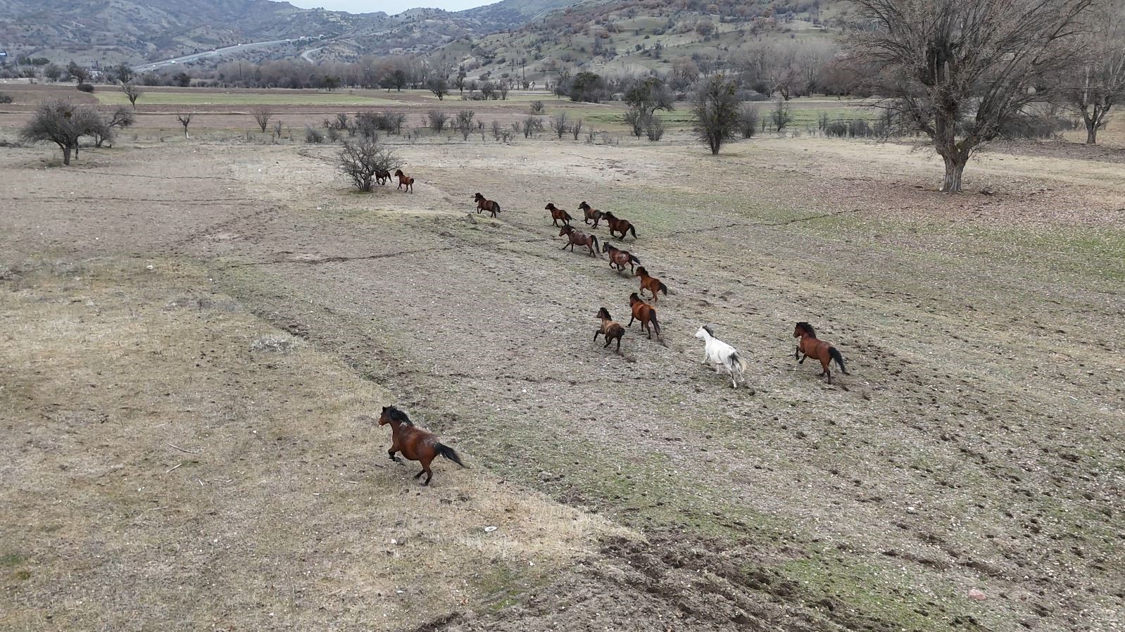 ankarada yilki atlari havadan goruntulendi 6 EXEdz8An