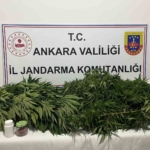 ankaradaki-narkotik-operasyonunda-150-kok-kenevir-ele-gecirildi-Dw4qqwBP.jpg