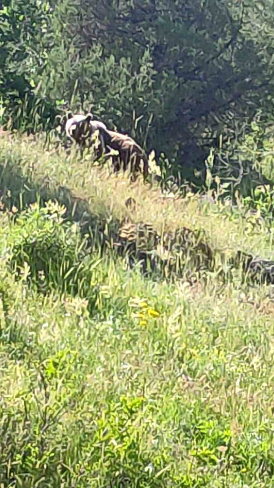 anne ayi ve 3 yavrusu arazide goruntulendi 1 zEeQA7AO