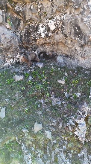 anne ayi ve yavrulari inlerinde dron kamerasiyla goruntulendi 1 AA4bDXB4