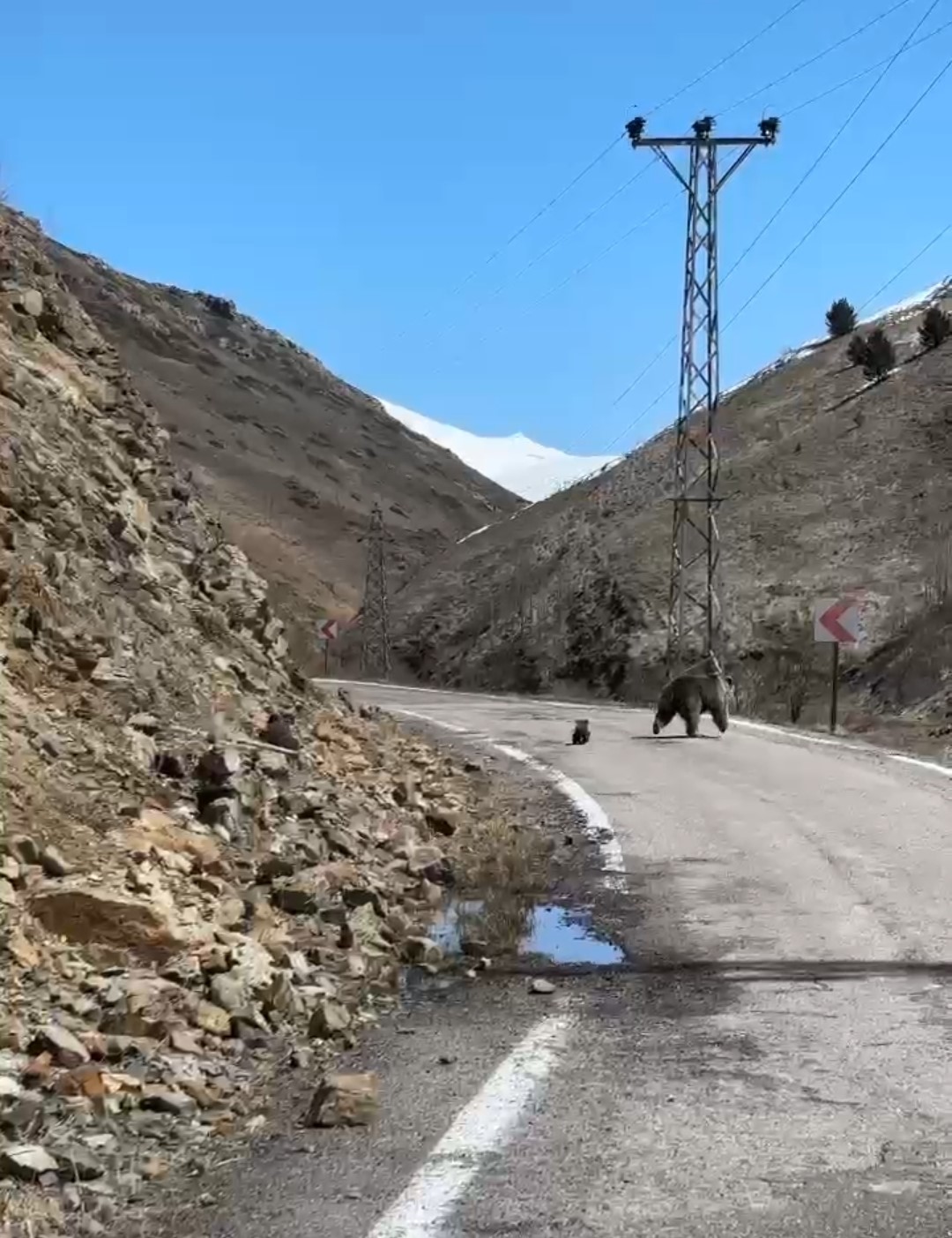 anne ayi ve yavrulari yolda goruntulendi minik yavrunun cabasi gulumsetti 1 9sXe6MQz