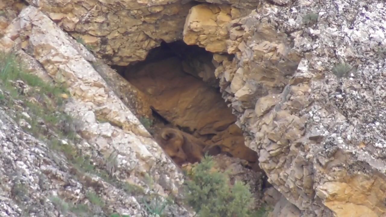 anne ayi yavrularini emzirdikten sonra magarada uyudu 2 KB2J7mGq