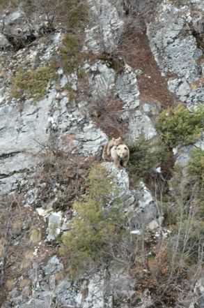 anne boz ayi sirtindaki yavrusu ile dron kamerasina yakalandi 0