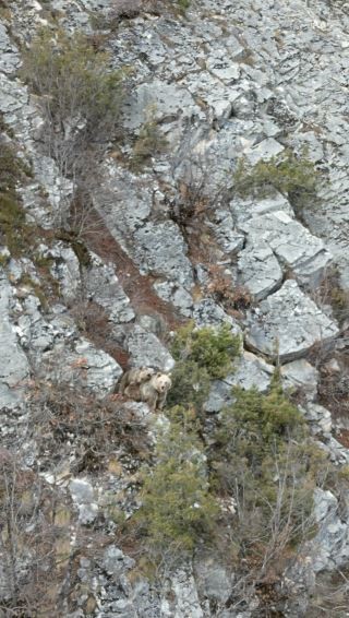 anne boz ayi sirtindaki yavrusu ile dron kamerasina yakalandi 1 pjp1uweq