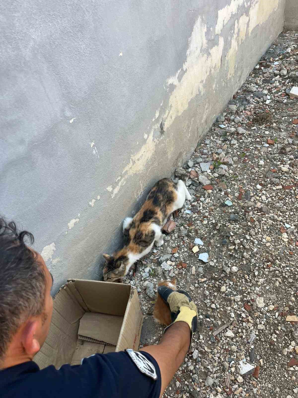 anne kedi yavrulari kurtarilana kadar ekiplerin basinda bekledi 2 Sf1aXkCw