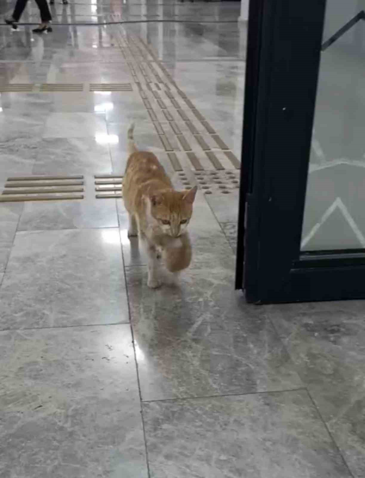 anne kedi yavrulariyla sosyal yardimlasma vakfina sigindi 0 pAiCDQTD