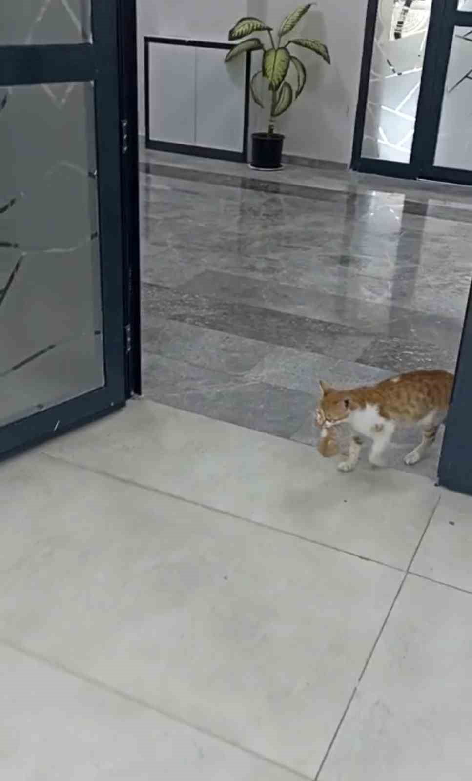 anne kedi yavrulariyla sosyal yardimlasma vakfina sigindi 1 19QKzFtX