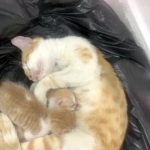 anne-kedi-yavrulariyla-sosyal-yardimlasma-vakfina-sigindi-4yjGTMH7.jpg