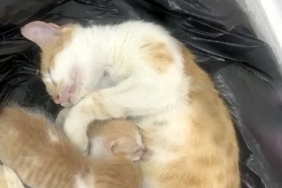 Ülker, sürdürülebilirlikte üçüncü kez zirvede 1 thumbnail
