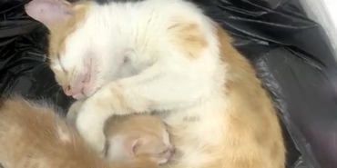 anne-kedi-yavrulariyla-sosyal-yardimlasma-vakfina-sigindi-4yjGTMH7.jpg