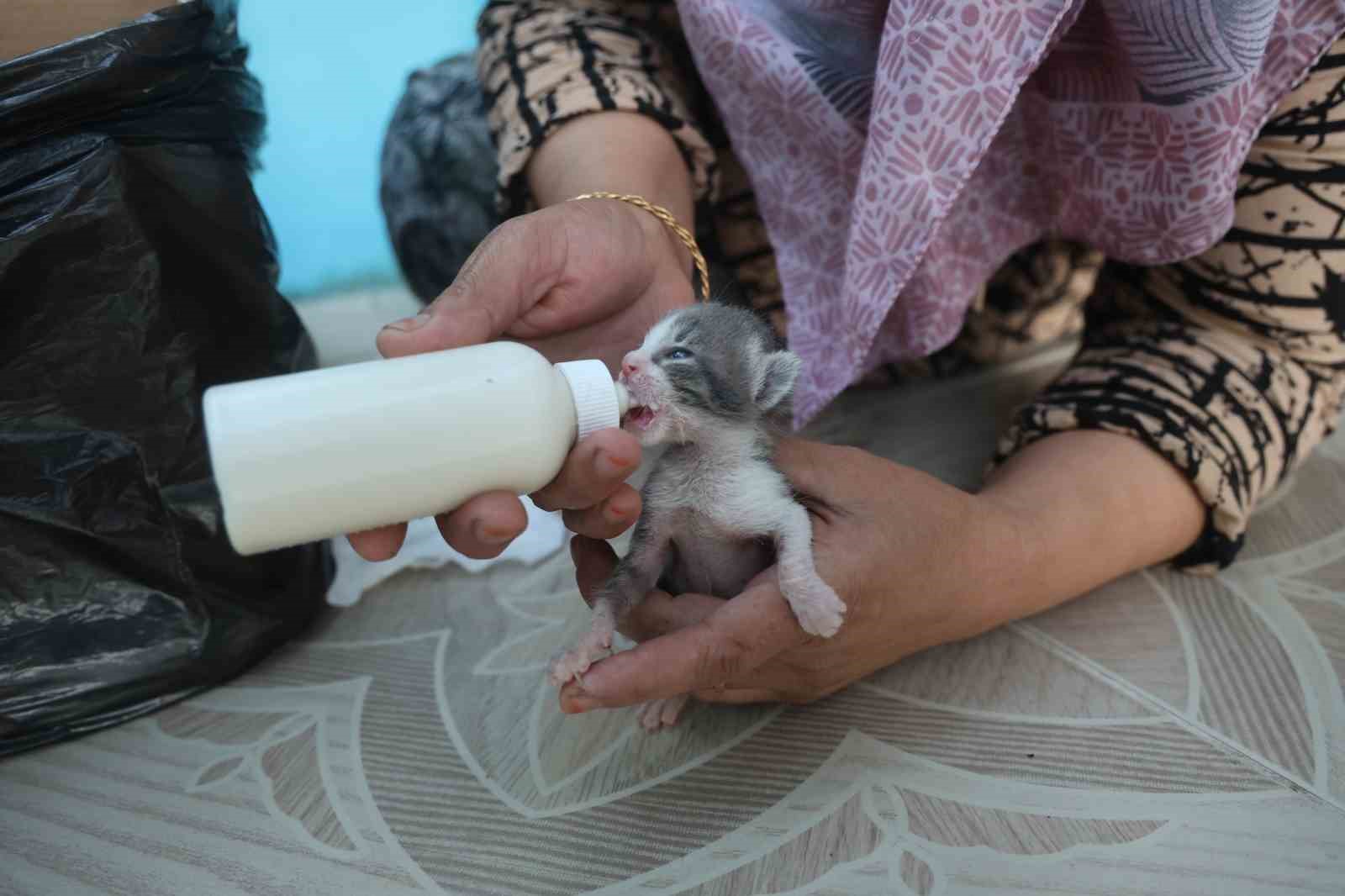 Anneleri telef olan yavru kedileri merhametiyle büyüten kadın, hayvanları biberonla besliyor 7 anneleri telef olan yavru kedileri merhametiyle buyuten kadin hayvanlari biberonla besliyor 3 K5iaGvN7
