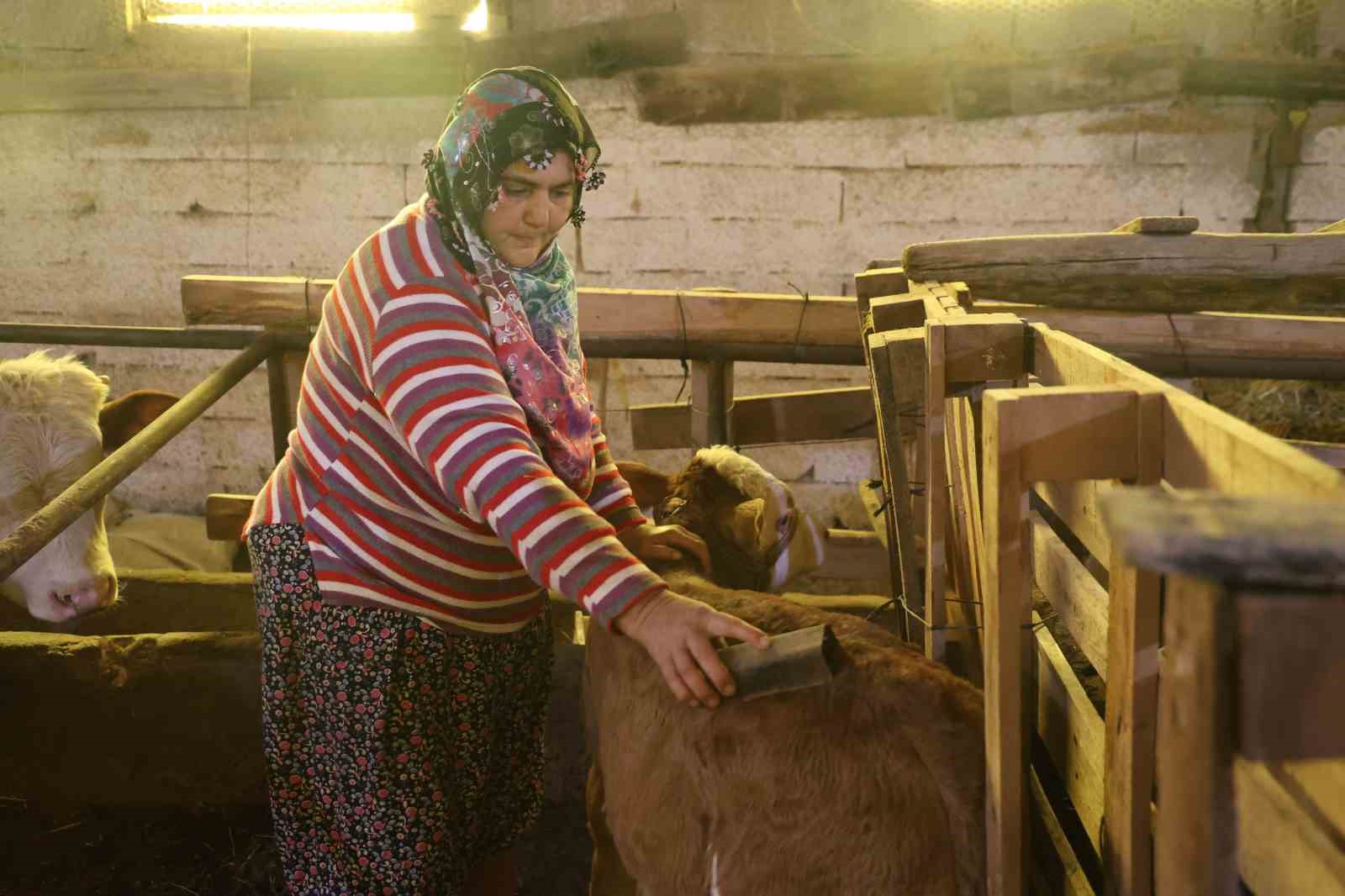 annesi olen buzagiyi elleriyle besliyorlar 1 Ljp2y2AL