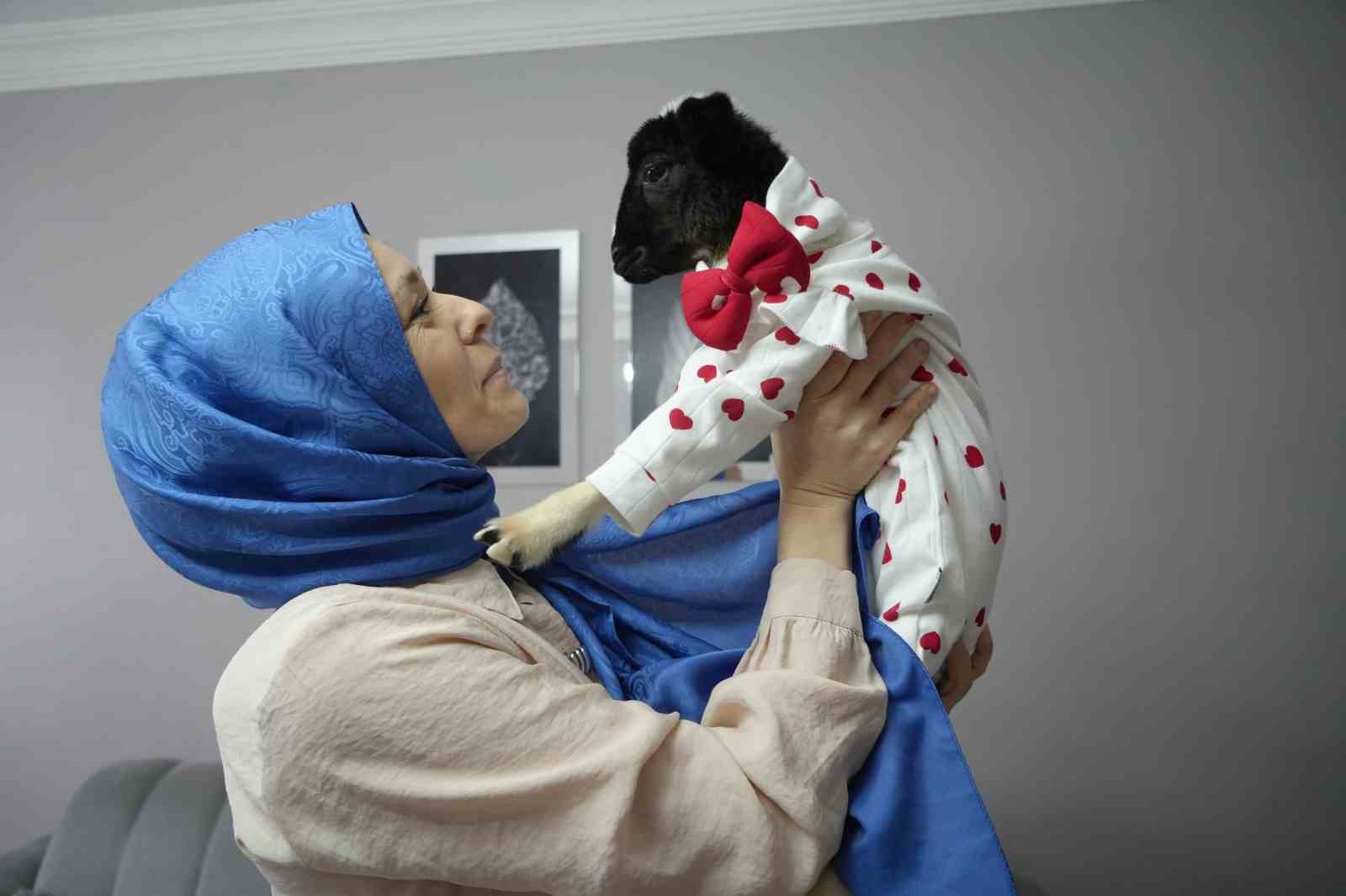 annesi olen kuzuya evinde bebek gibi bakiyor 0 kitJaJjf