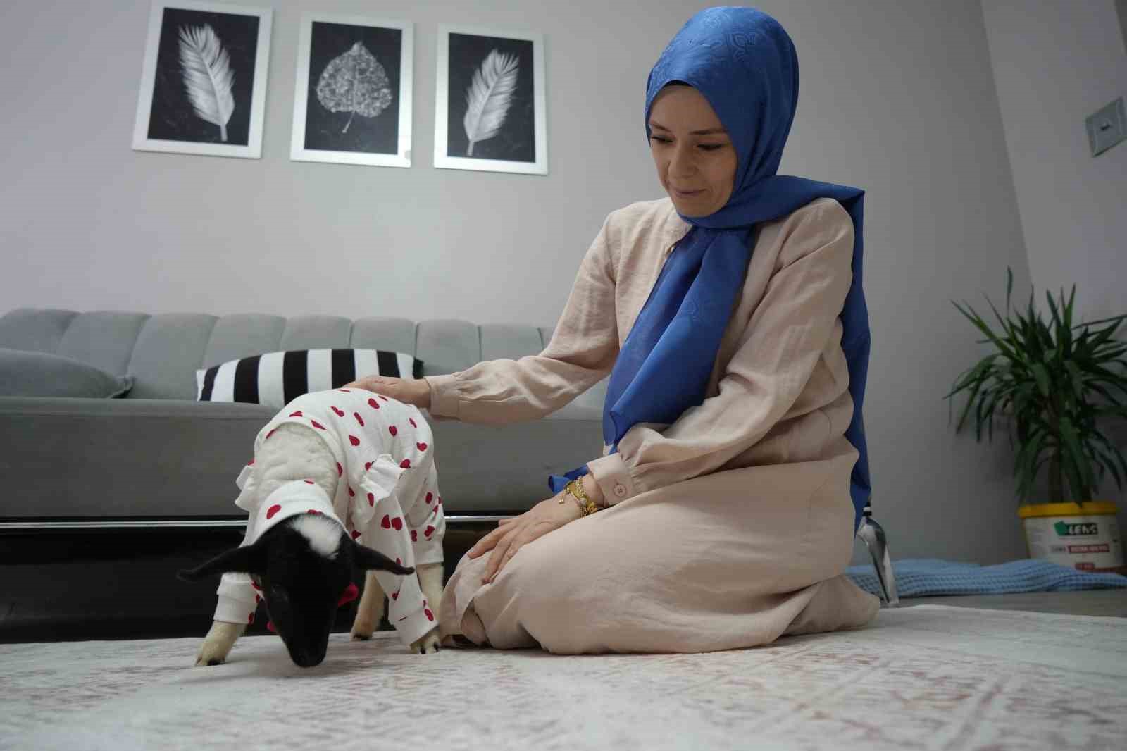 annesi olen kuzuya evinde bebek gibi bakiyor 3