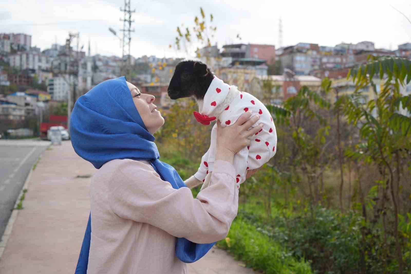 annesi olen kuzuya evinde bebek gibi bakiyor 5