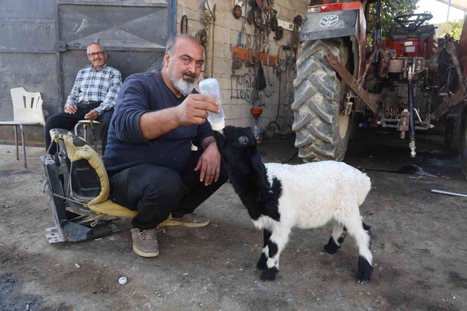 annesi telef olan kuzuya sefkatle yaklasan aile karabasi biberonla besliyor 1 9m9zlF5A