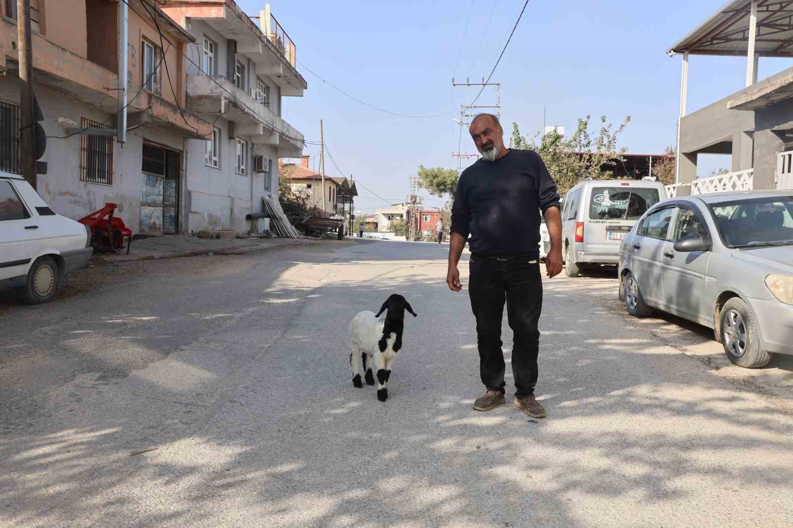 annesi telef olan kuzuya sefkatle yaklasan aile karabasi biberonla besliyor 3 UliuJRng