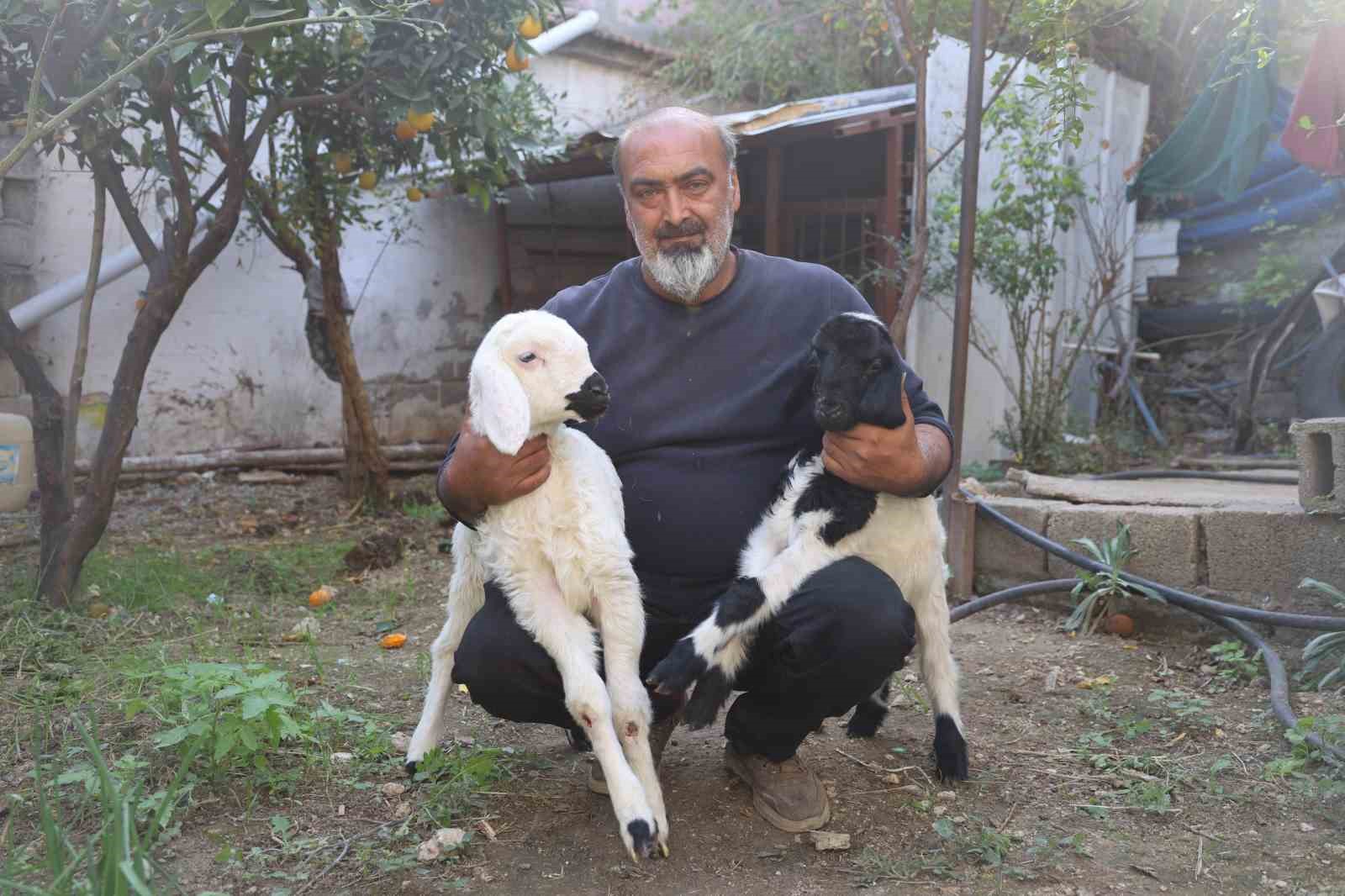 annesi telef olan kuzuya sefkatle yaklasan aile karabasi biberonla besliyor 4 HRLepzCz