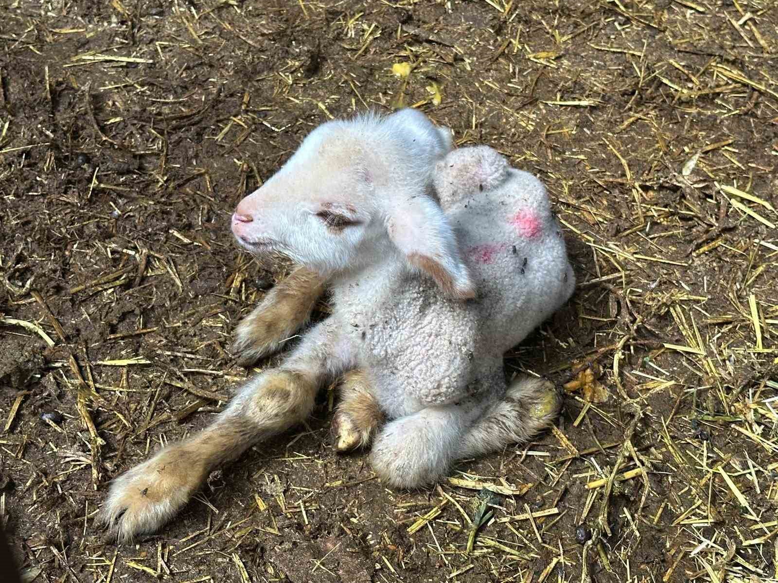 annesi ve kardesleri olen kuzunun yurek burkan hikayesi 3