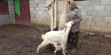 annesinin-kabul-etmedigi-kuzuyu-keciler-sahiplendi-tgYEF93Q.jpg