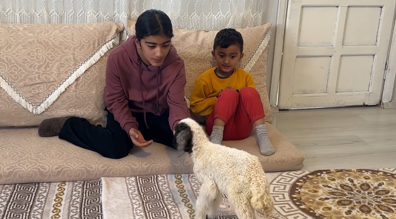annesiz kalan kuzu ailenin umutu oldu 18 Id7Ke335