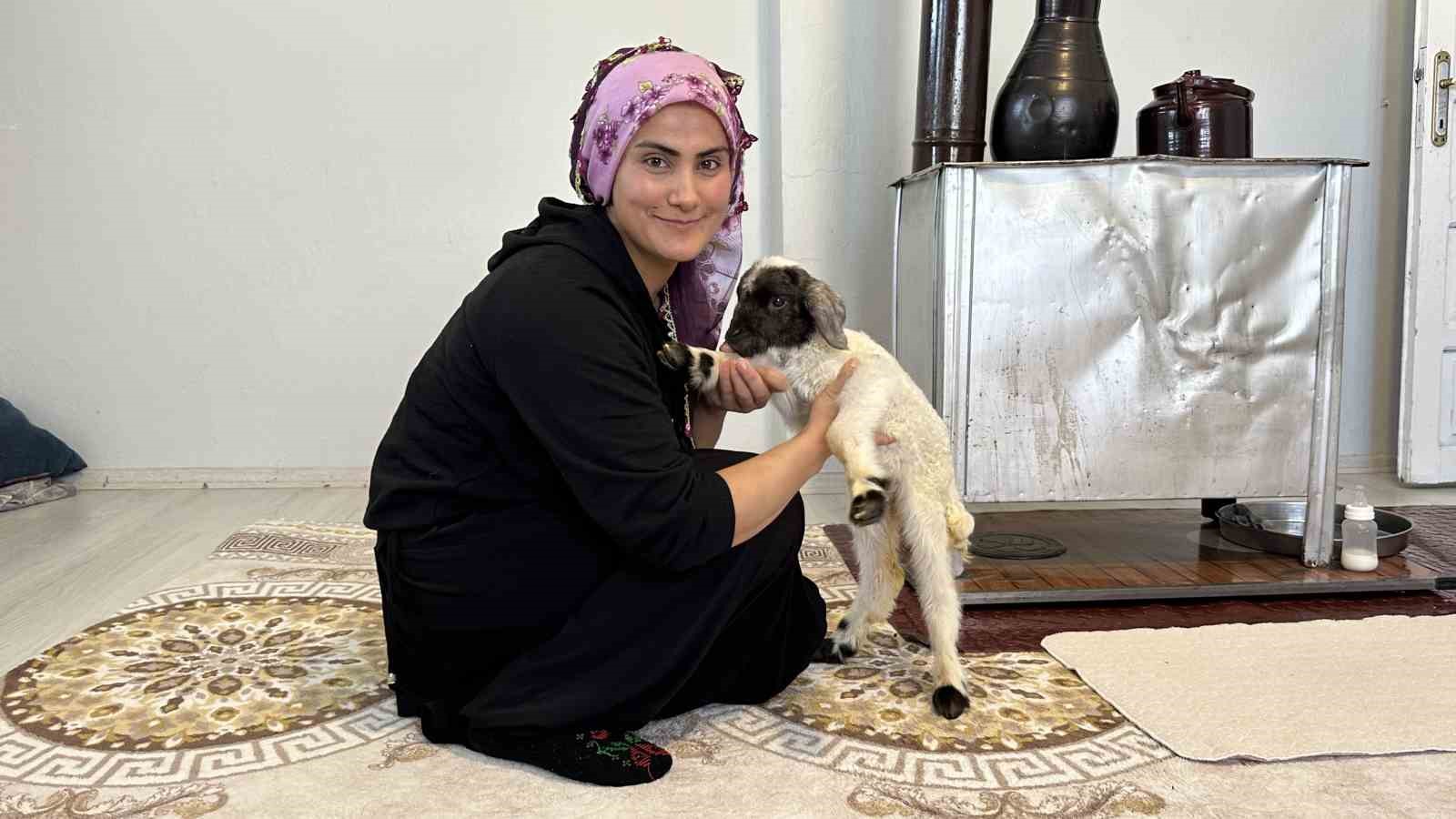 annesiz kalan kuzu ailenin umutu oldu 3 FZ5Nh85J