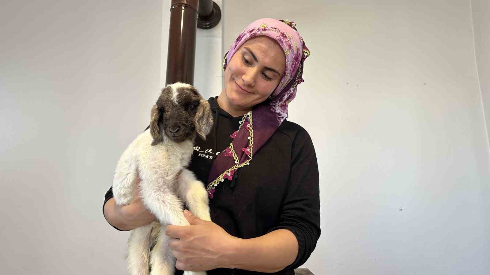 annesiz kalan kuzu ailenin umutu oldu 5 FIKI3Wp8