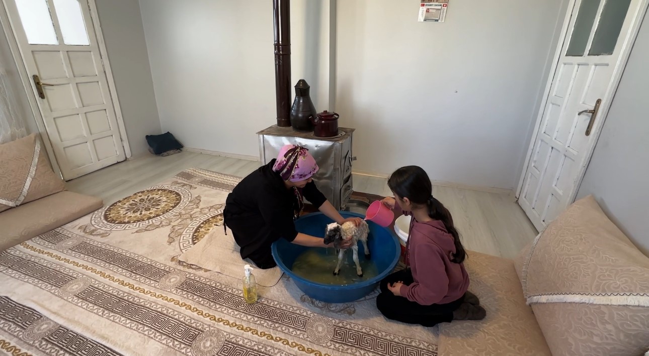 annesiz kalan kuzu ailenin umutu oldu 9 FAPyyqP3