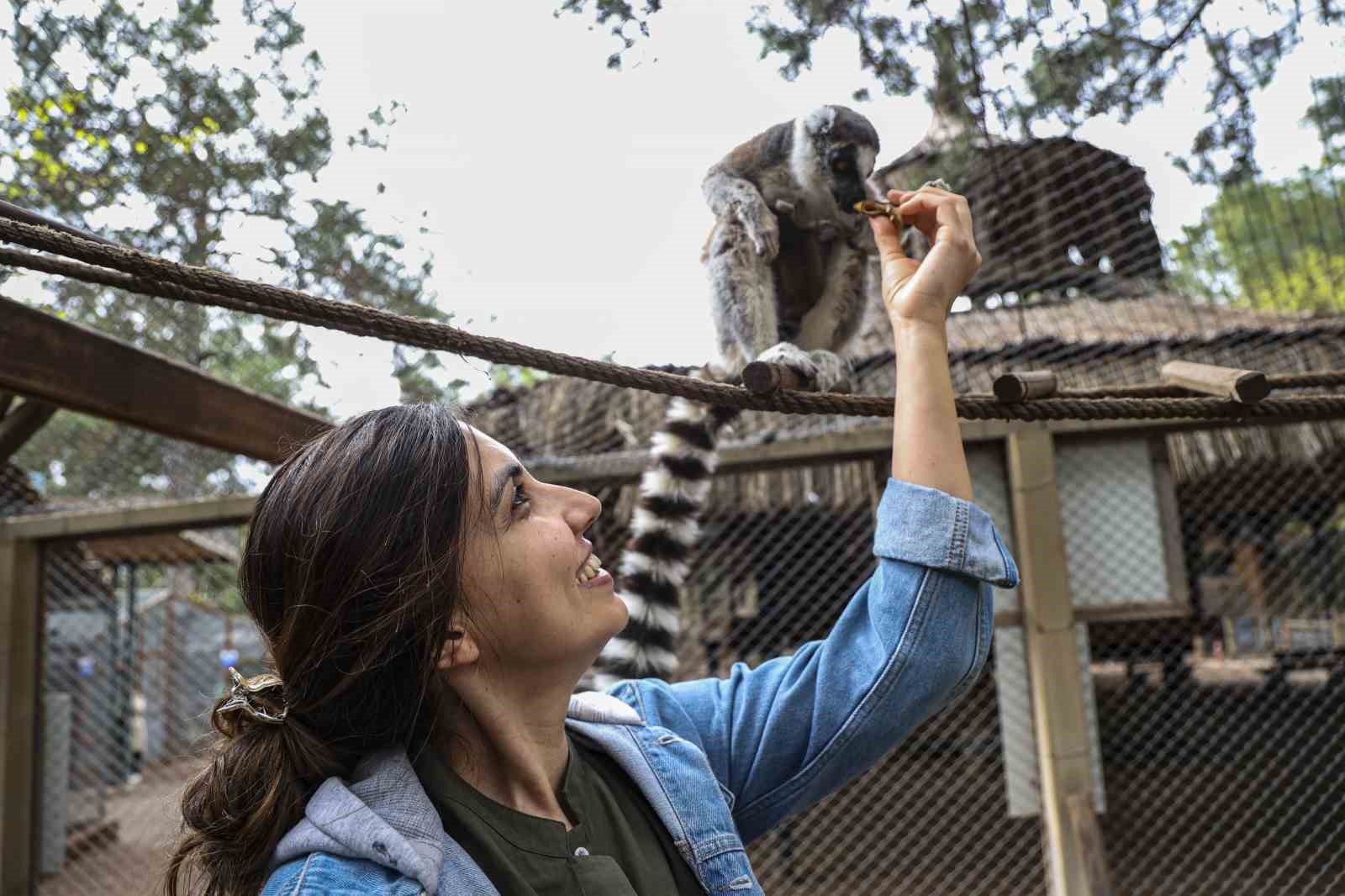 antalya dogal yasam parkinda yavru lemur sevinci 0 bbYk7Qyn