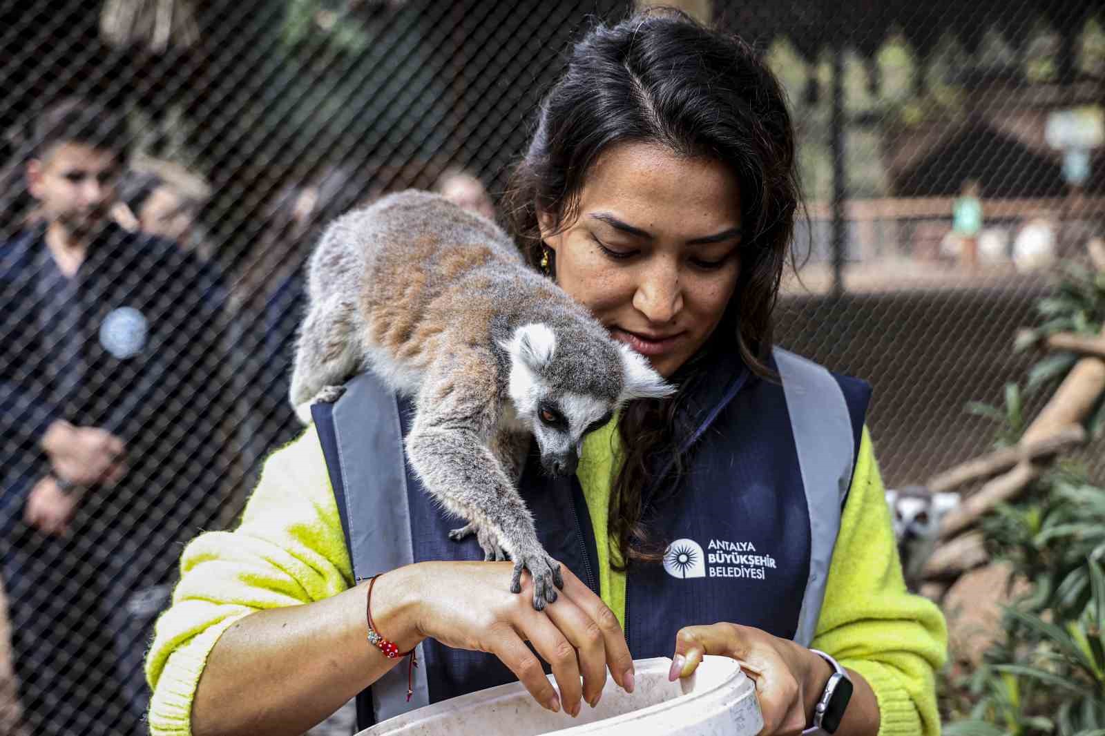 antalya dogal yasam parkinda yavru lemur sevinci 1 MllwQMXg