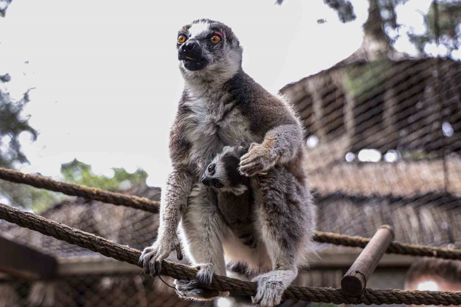antalya dogal yasam parkinda yavru lemur sevinci 2 ywZG2IQd