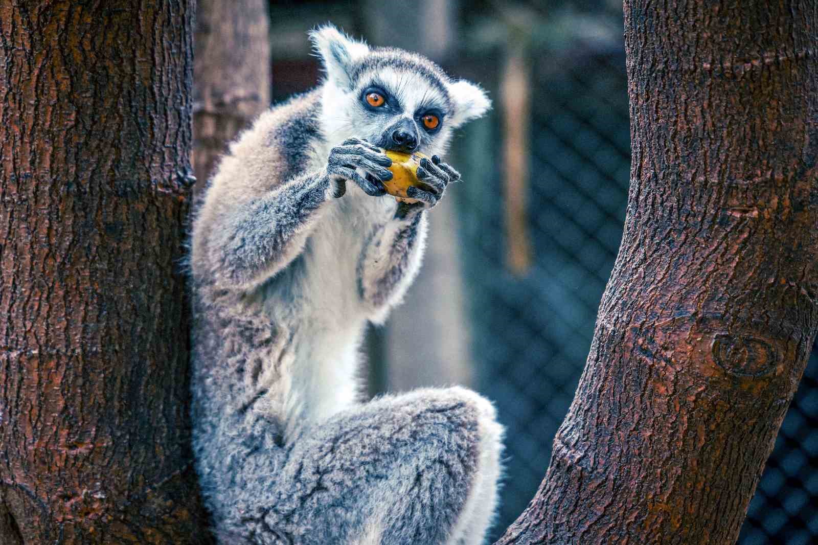 antalya dogal yasam parkinda yavru lemur sevinci 3 ey1NnXtJ