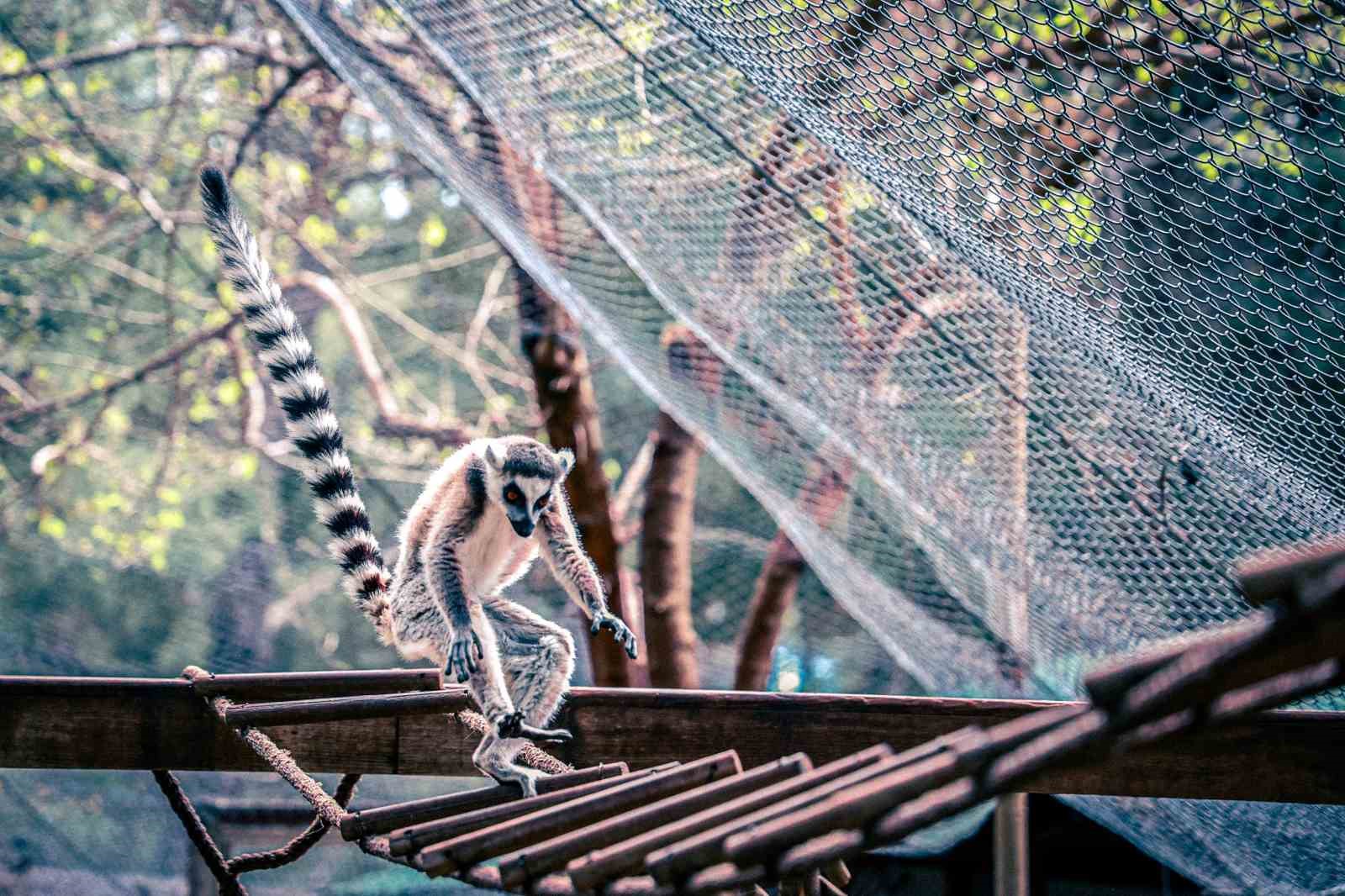 antalya dogal yasam parkinda yavru lemur sevinci 4 f8uMGQnP
