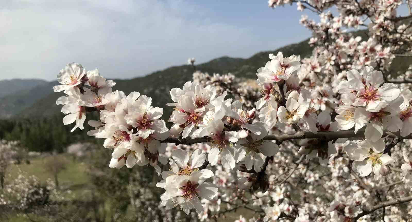 antalyada badem agaclari cicek acti dogada renk cumbusu yasaniyor 0