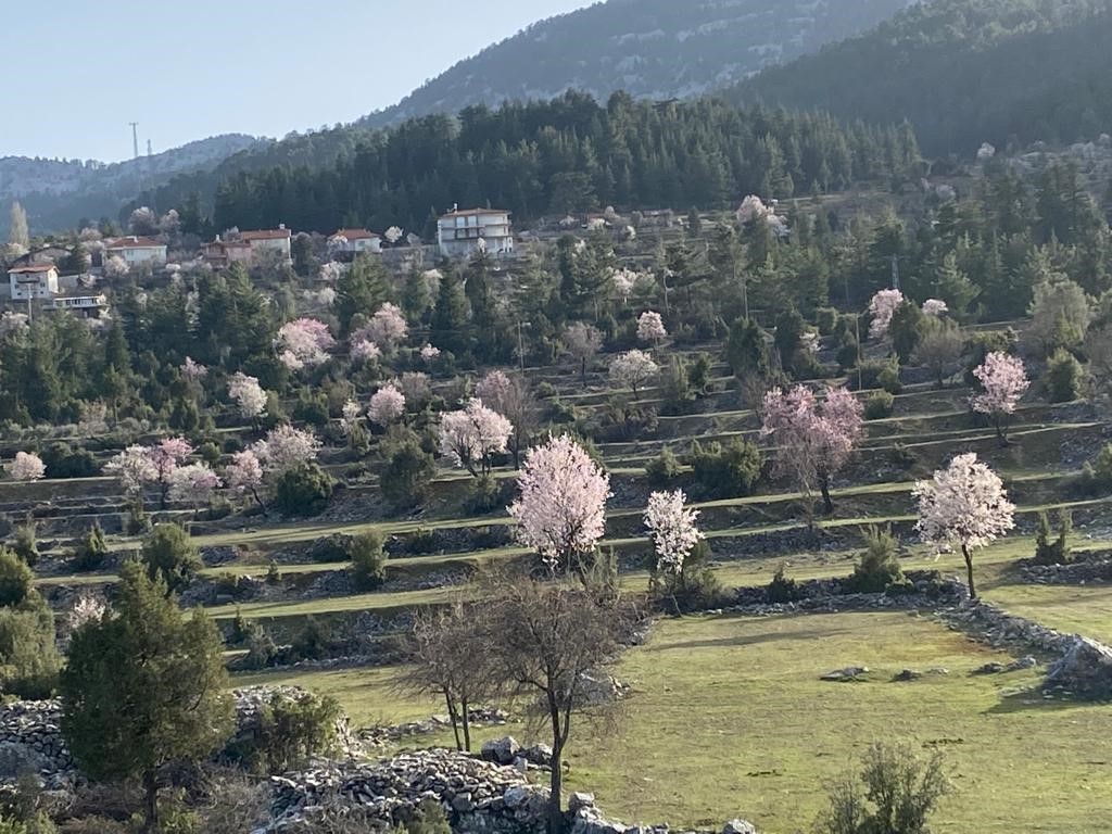 antalyada badem agaclari cicek acti dogada renk cumbusu yasaniyor 2 EJuObBHG