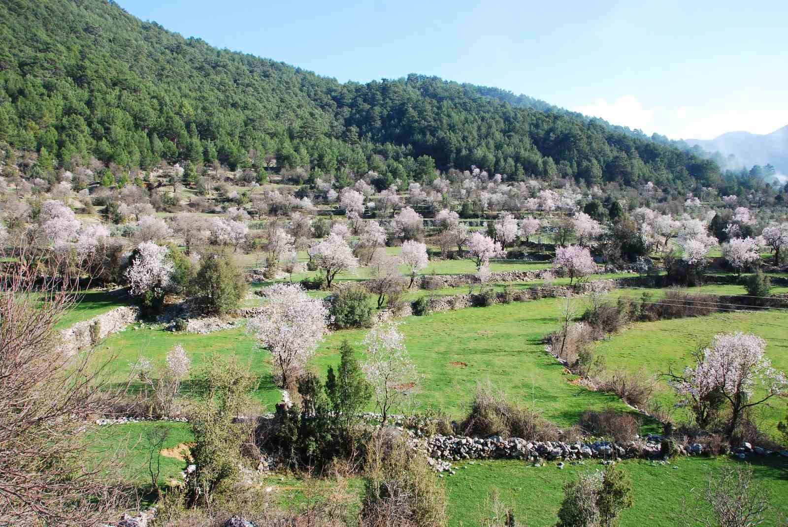antalyada badem agaclari cicek acti dogada renk cumbusu yasaniyor 3 PMqFcIYS
