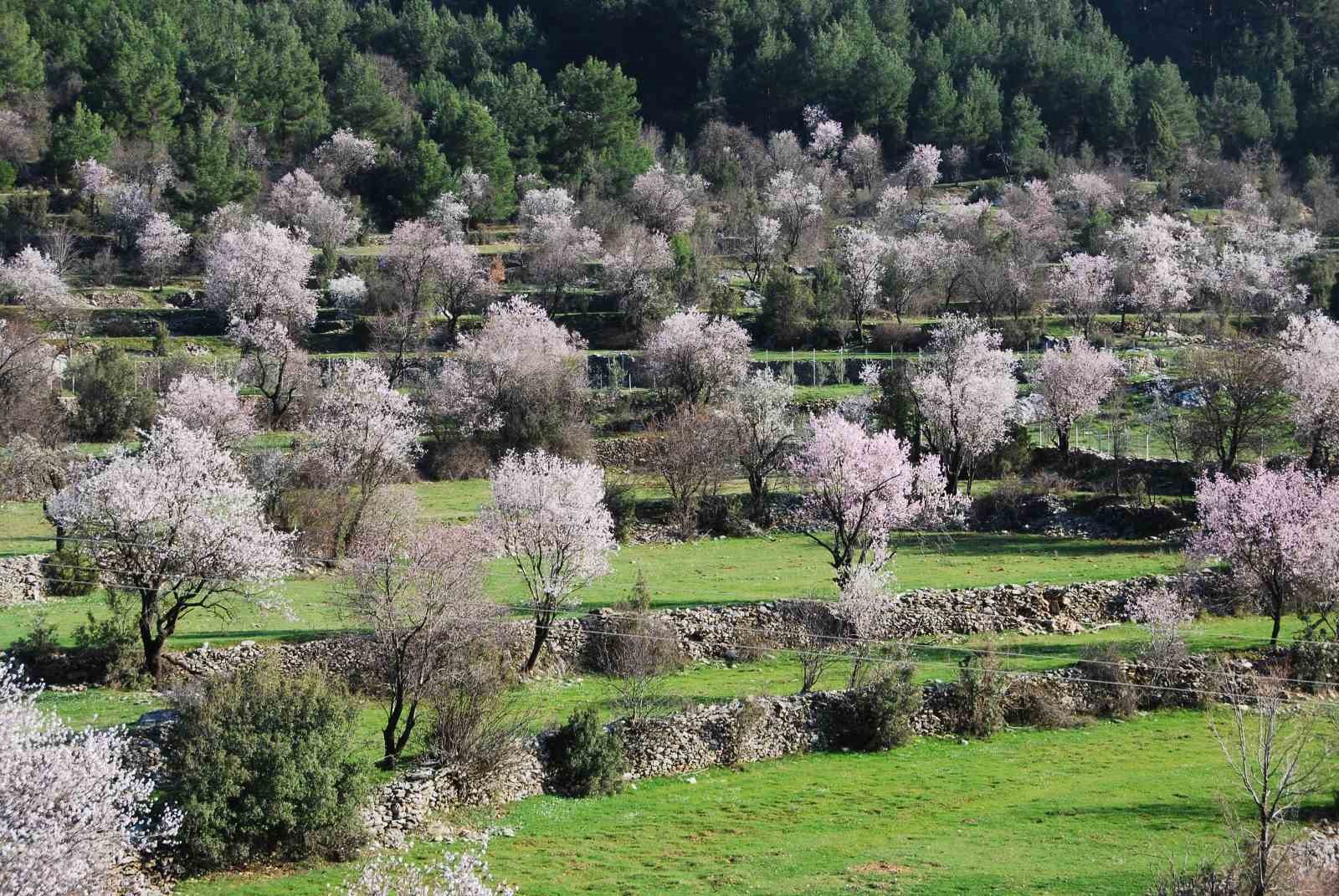 antalyada badem agaclari cicek acti dogada renk cumbusu yasaniyor 4 KfeCvVle