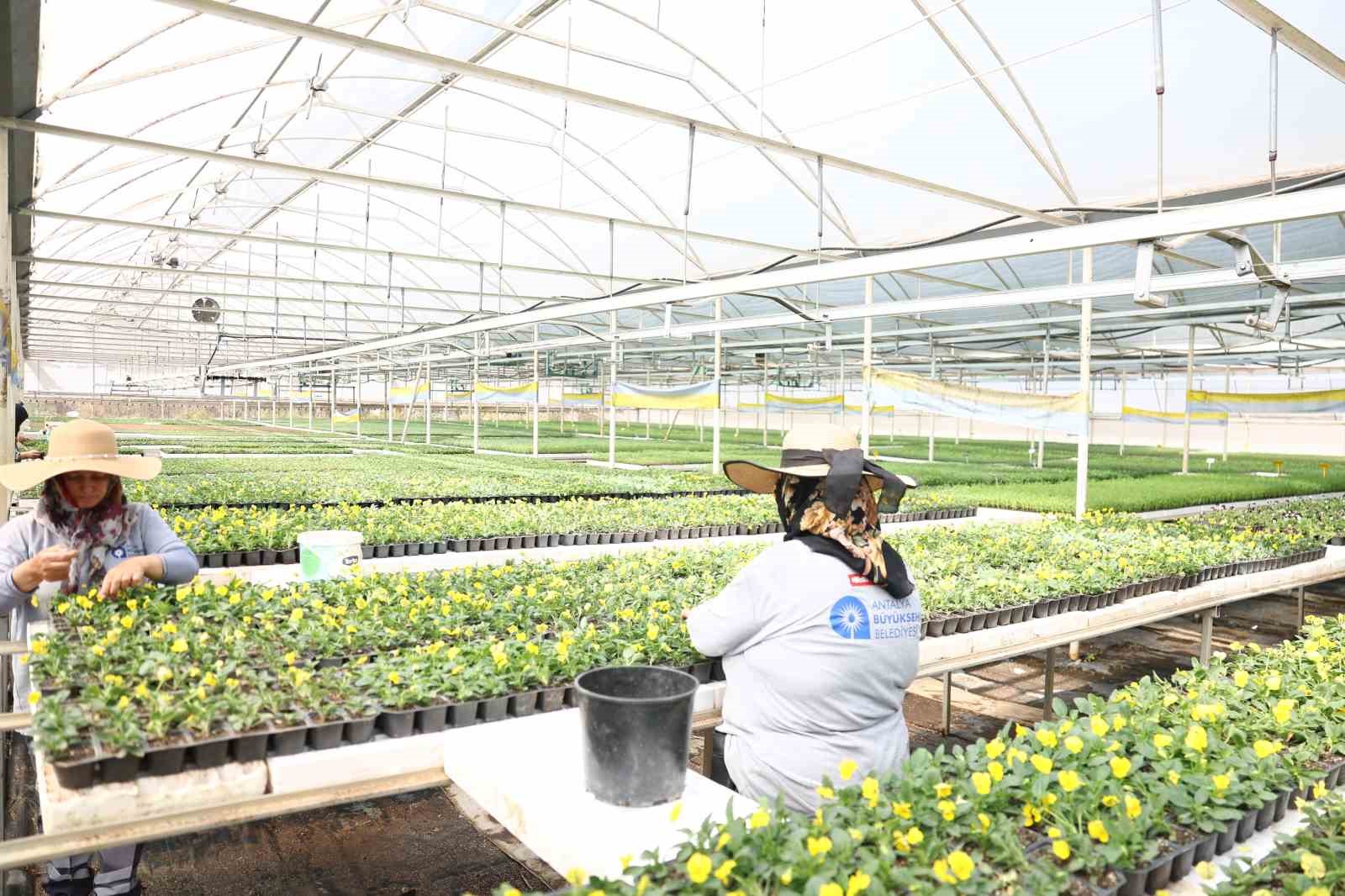antalyada bahar hazirligi 4 milyon cicek toprakla bulusuyor 6 GzwPTJbv