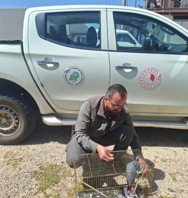 Antalya’da belgesiz papağan bulunduran işletme sahibine 15 bin TL ceza 6 antalyada belgesiz papagan bulunduran isletme sahibine 15 bin tl ceza 2 MqmugRzE