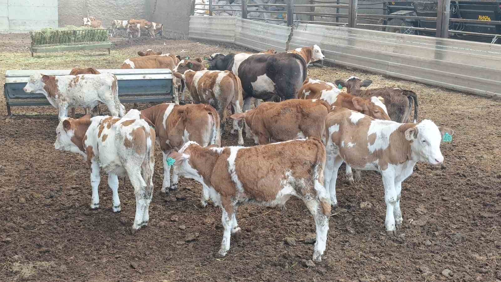 antalyada besihanede cikan yanginda 60 saman balyasi kul oldu 0 wEDe2FKy
