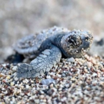 antalyada-caretta-caretta-yavrulari-denizle-bulustu-mFsj84JC.jpg
