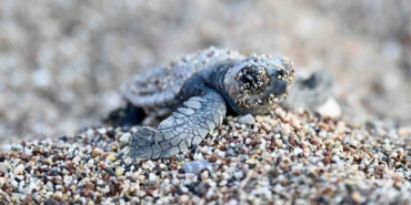 antalyada-caretta-caretta-yavrulari-denizle-bulustu-mFsj84JC.jpg