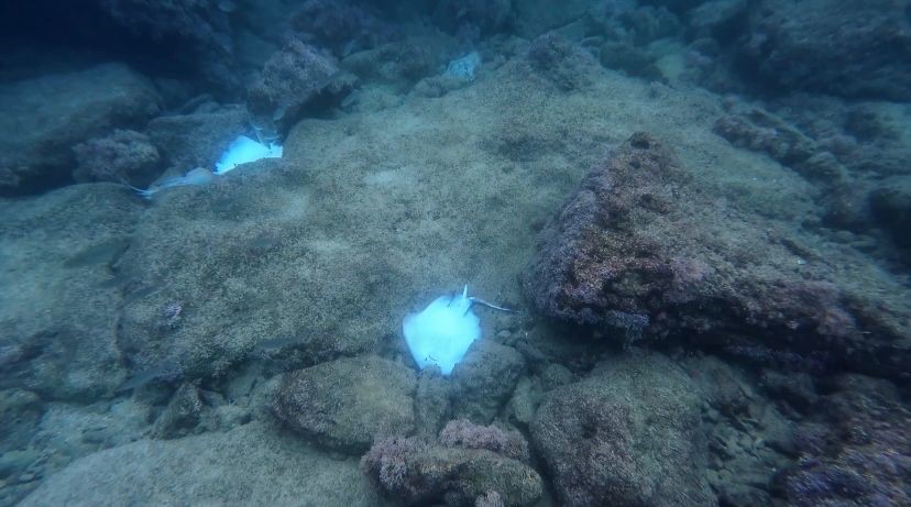 Antalya’da deniz dibinde çok sayıda ölü vatoz görüntülendi 7 antalyada deniz dibinde cok sayida olu vatoz goruntulendi 3 pip5jnkJ
