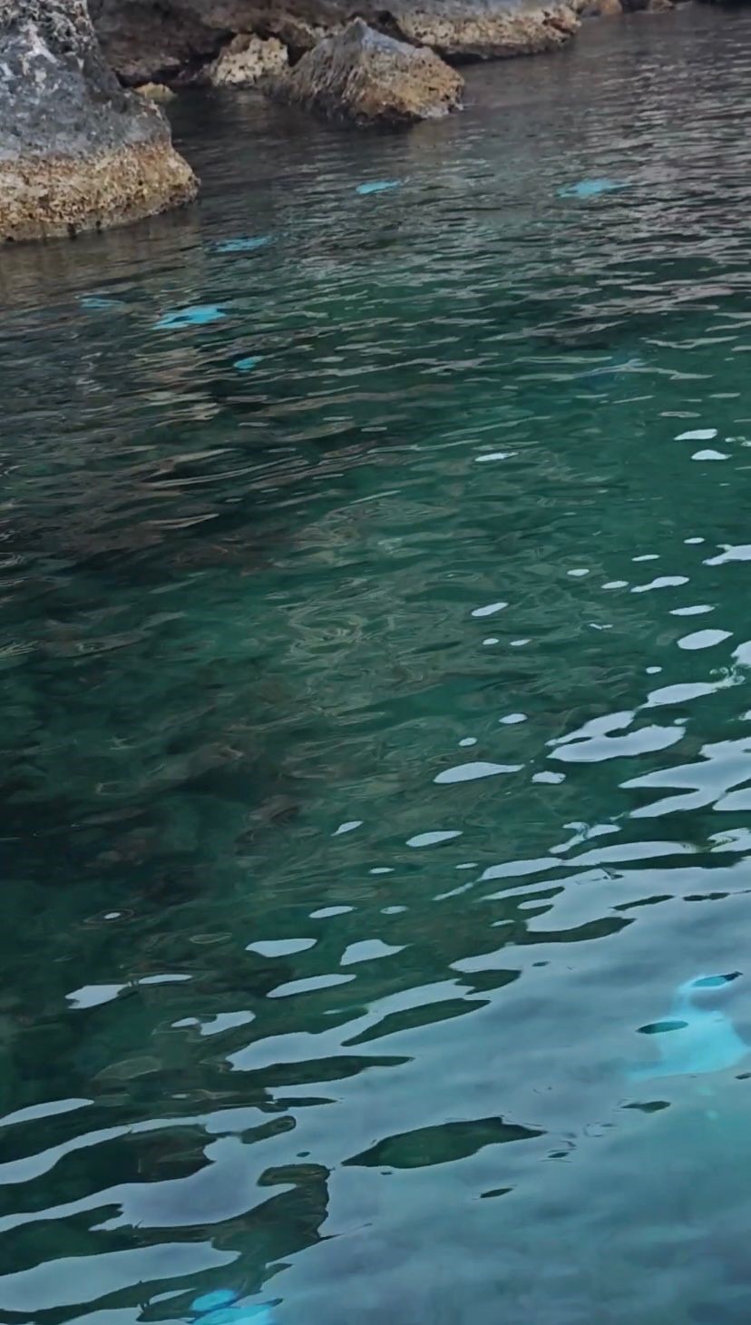 Antalya’da deniz dibinde çok sayıda ölü vatoz görüntülendi 9 antalyada deniz dibinde cok sayida olu vatoz goruntulendi 5 anC2zwVb