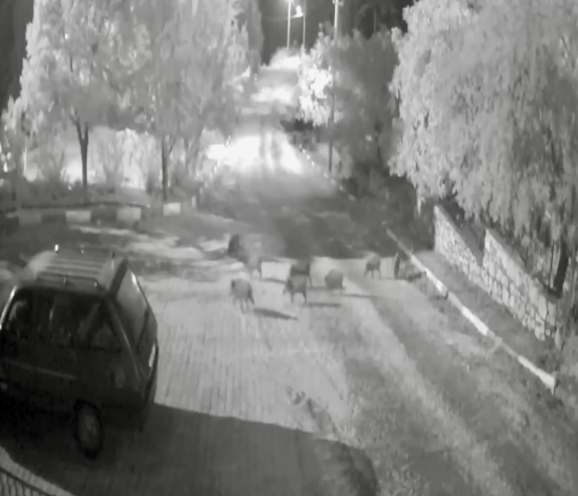 antalyada domuz surusu gece yarisi koye indi o anlar kameraya yansidi 0 sdjkYkvK