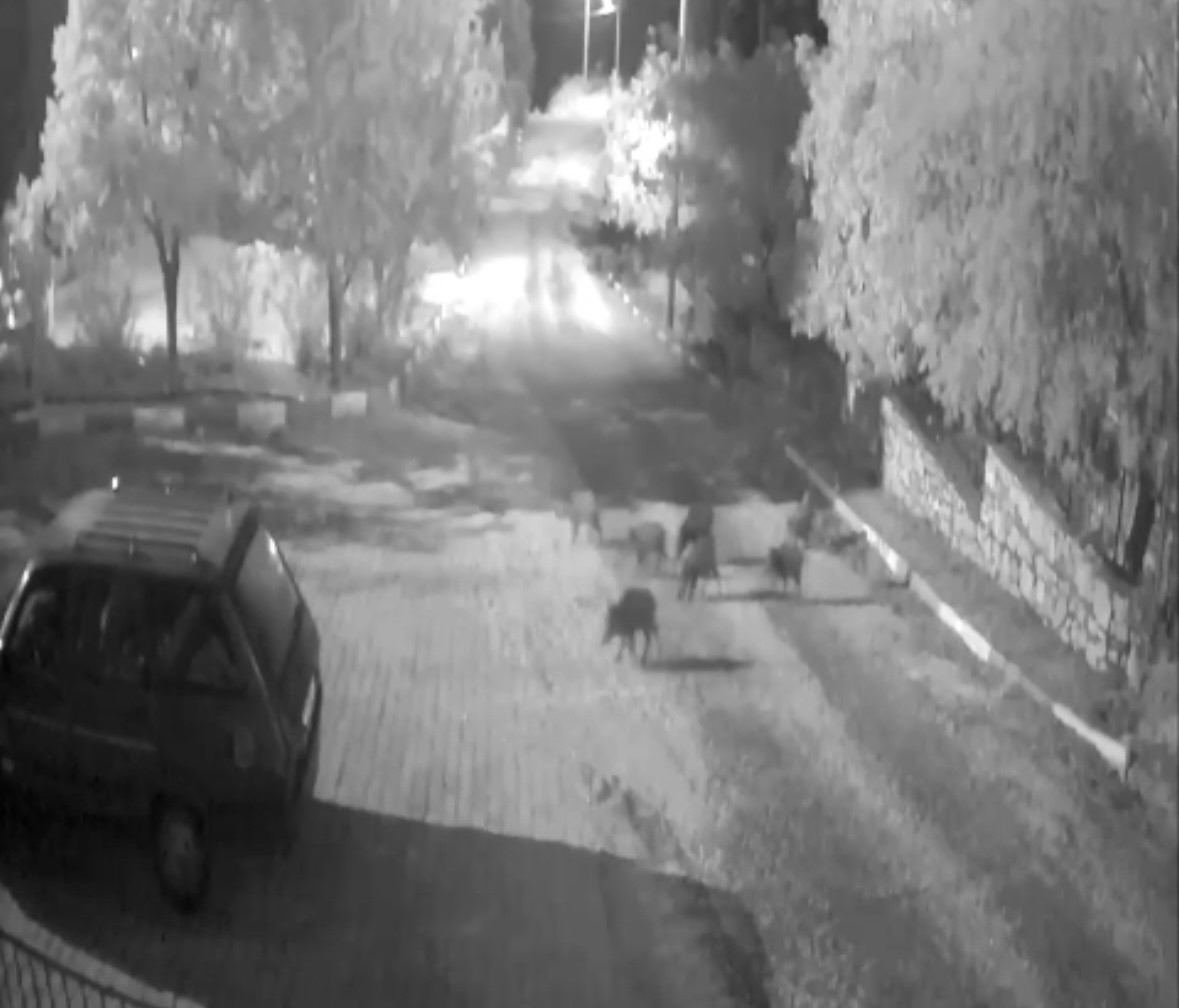 antalyada domuz surusu gece yarisi koye indi o anlar kameraya yansidi 1 8hsXQ8Xd